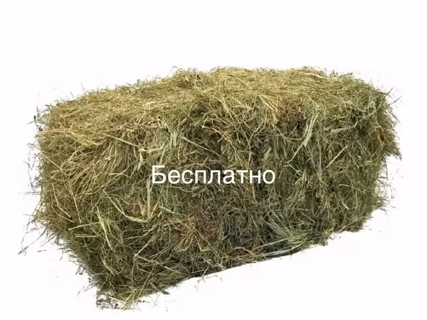 Бесплатно. Тюки сено горчак лебеда,камыш. Нужно почистить