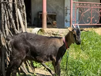 Cabra, Nubian Goat — foto 1