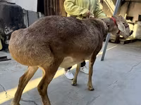 मेढ़ा, भेड़ — फ़ोटो 3