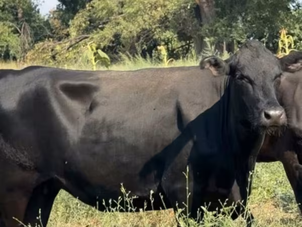 Aberdeen Angus