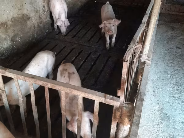 母猪, Дюрок