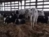 母牛, Holstein breed — 照片 4