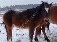 Horse (M), Horses — photo 2