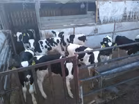 公牛, Holstein breed — 照片 4