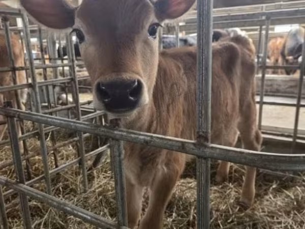 母牛, Jersey breed