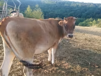 Kuh, Jersey-Rasse — Foto 3