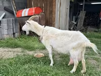 Goat, Goats — photo 2