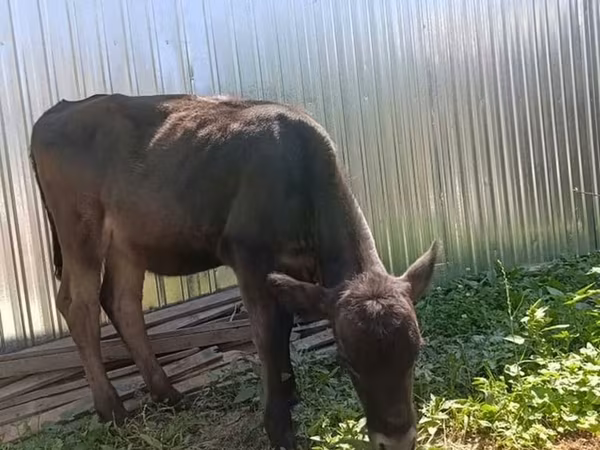 Cow, Brown Latvian