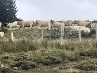 بقرة, Aubrac cattle — الصورة 5