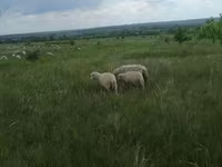 公羊, Merino sheep — 照片 7