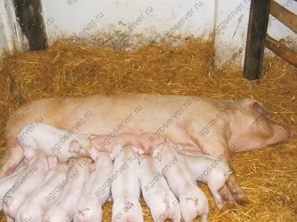 公猪, Pigs — 俄罗斯