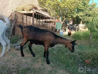 عنزة, Saanen goat — الصورة 4