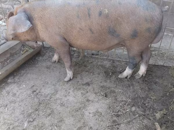 Хряк, Свиньи