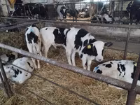 公牛, Cattle — 照片 5