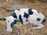 Bull, Holstein breed — photo 1