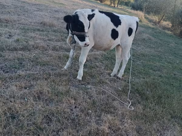गाय, गोलस्टीन नस्ल