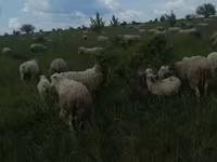 公羊, Merino sheep — 照片 6