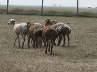公羊, Hissar sheep — 照片 4
