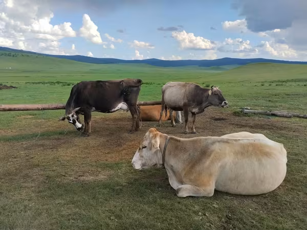 母牛, Cattle