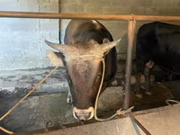 Toro, Ganado vacuno — foto 2
