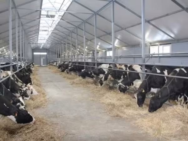 母牛, Holstein breed — 俄罗斯