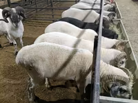 公羊, Sheep — 照片 1