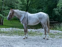 घोड़ी, Quarter Horse — फ़ोटो 1