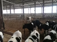 Bulle, Holstein-Rasse — Foto 3