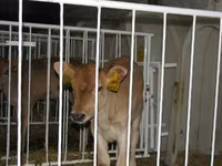 Bull, Cattle — photo 8