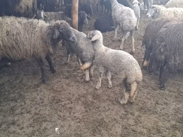 公羊, Sheep