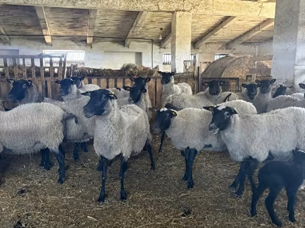 母羊, Romanov sheep — 俄罗斯