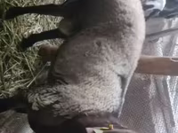 मेढ़ा, Rhon sheep — फ़ोटो 1