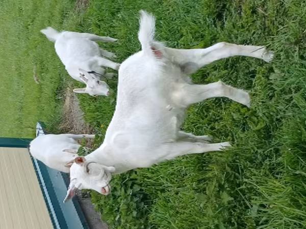母山羊, Goats