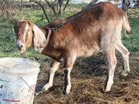 Ziegenbock, Ziegen — Foto 2
