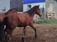 公马, Horse breed — 照片 5