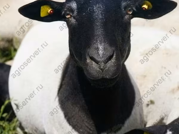 Ram, Dorper sheep