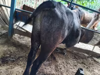 公牛, Cattle — 照片 3