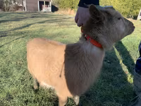 Goat, Goats — photo 1