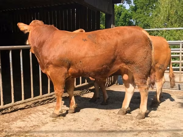 リムジン牛