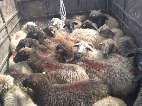 母羊, Sheep