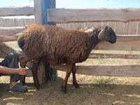 公羊, Edilbay sheep — 照片 7
