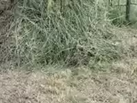 Бэлэн хадаад овоолсон өвс — photo 3