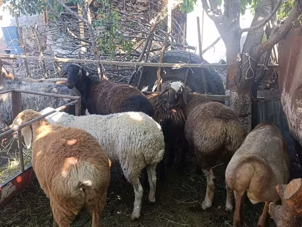 Sheep, Rhon sheep