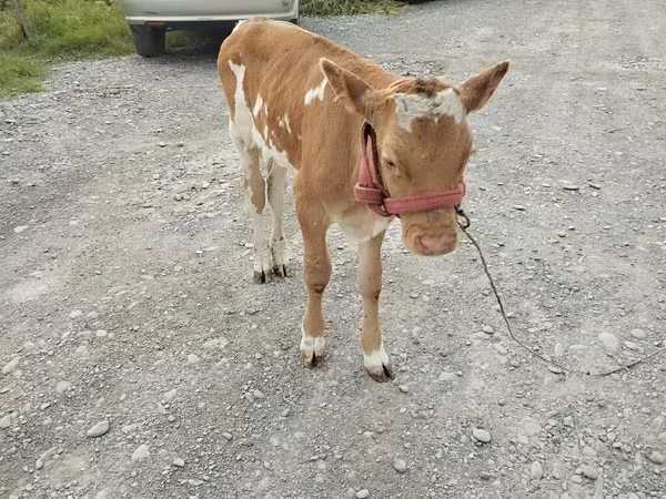 Cow, Red Polled Cow