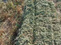 Срочно продаю чистые тюки люцерна по 270 с поля — Foto 1