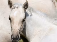 母马, Quarter Horse — 照片 4