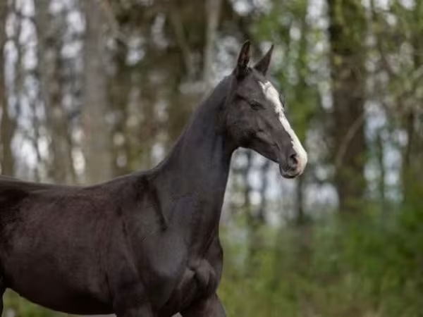 Horse (M), Akhal-Teke
