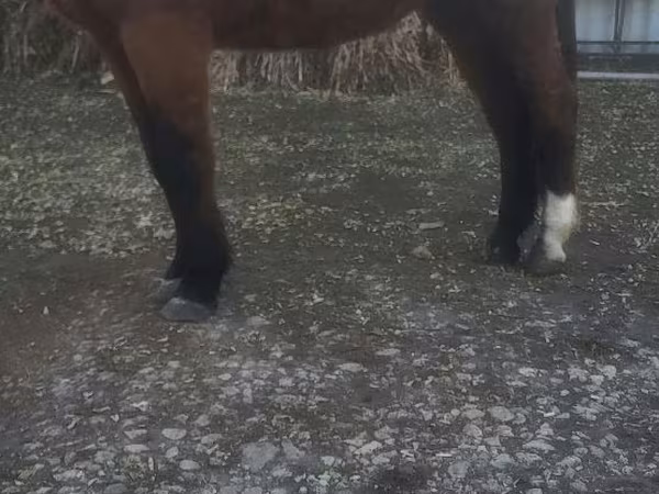 Hengst, Pferde