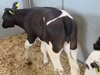 母牛, Cattle — 照片 6