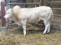 ثور, Blonde d’Aquitane cattle — الصورة 4